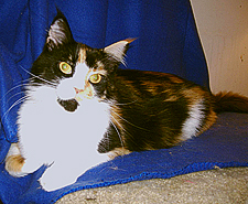 Tan-taras Alamosa of Jencat